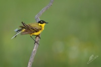 Konipas lucni - Motacilla flava - Western Yellow Wagtail 5938